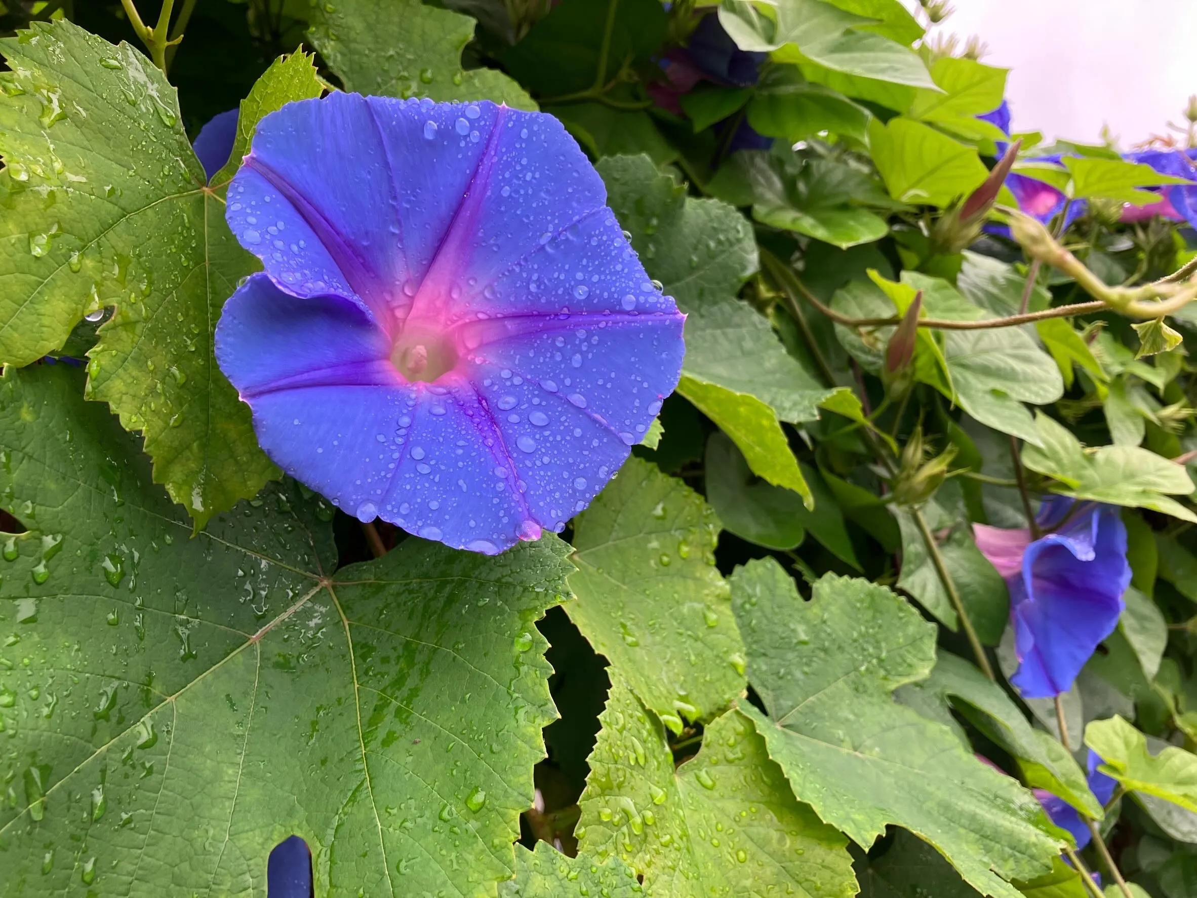 ・