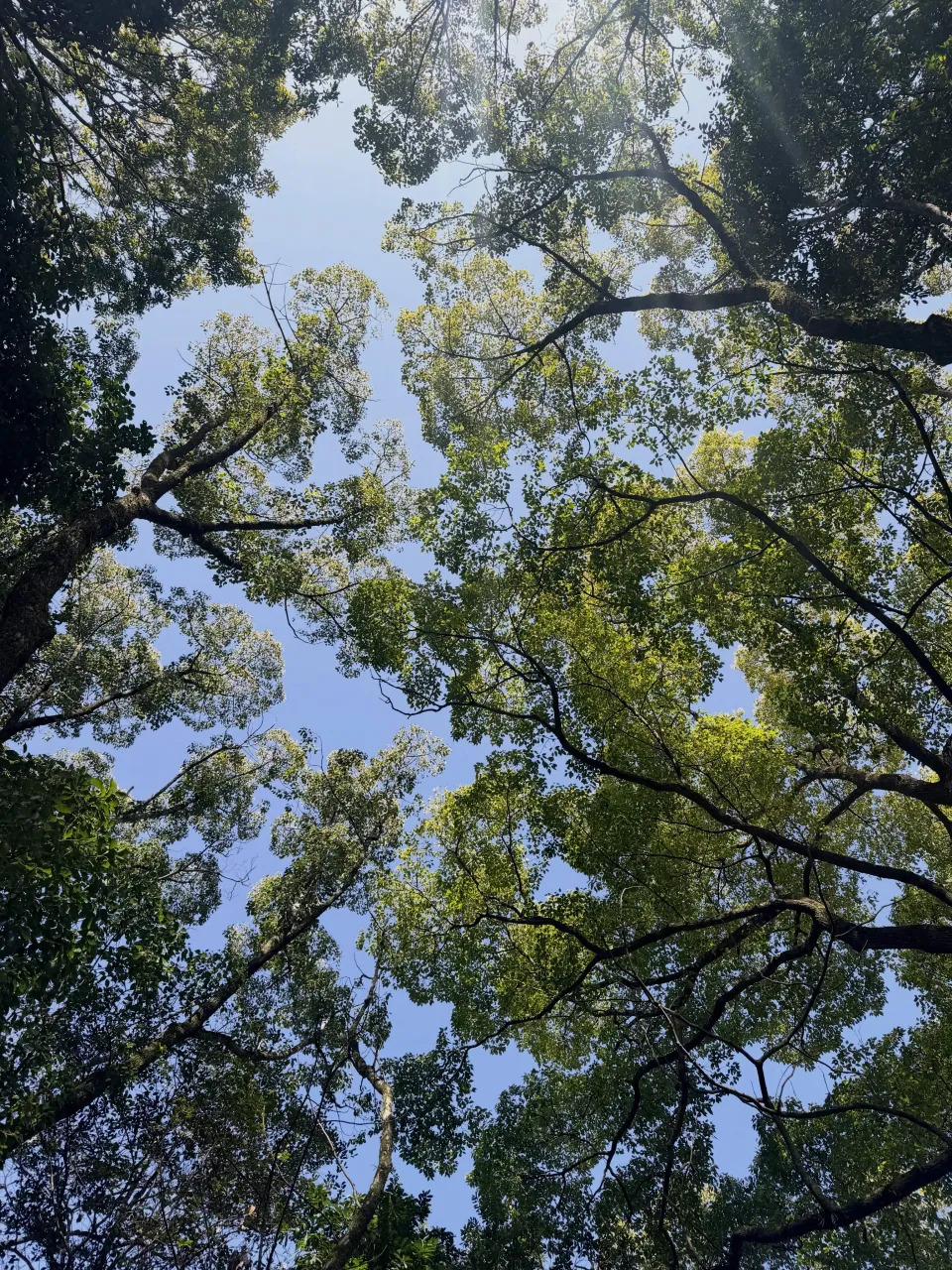 ・