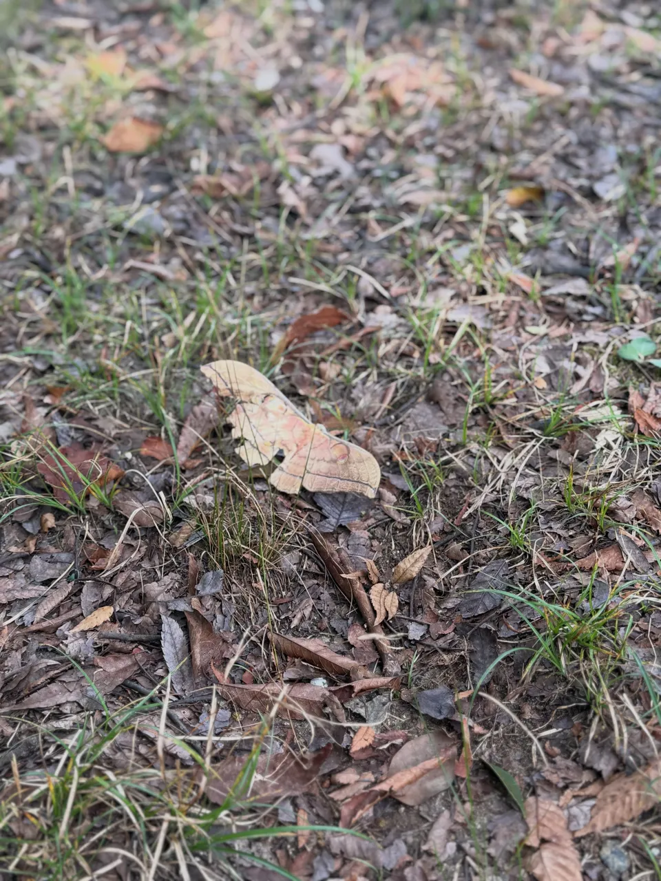 ・